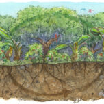 Carbon farming with mixed crops of avocados, macadamias, bananas and coffee