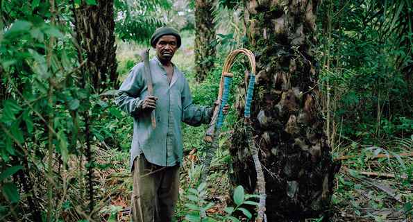 palm oil farmer in Sierra Leone