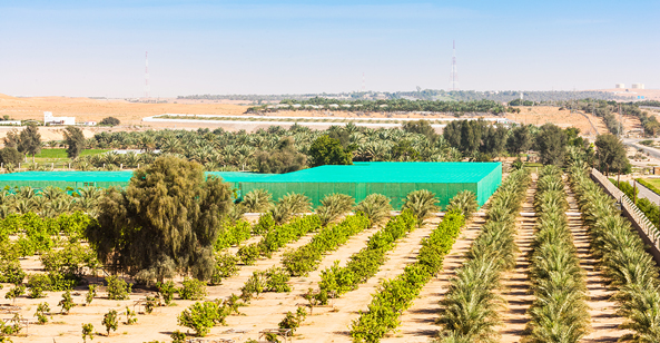 Abu Dhabi date farm