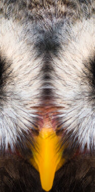 Look what’s on the conservation horizon